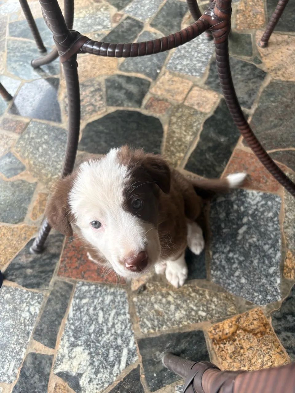 Filhote Boder Collie