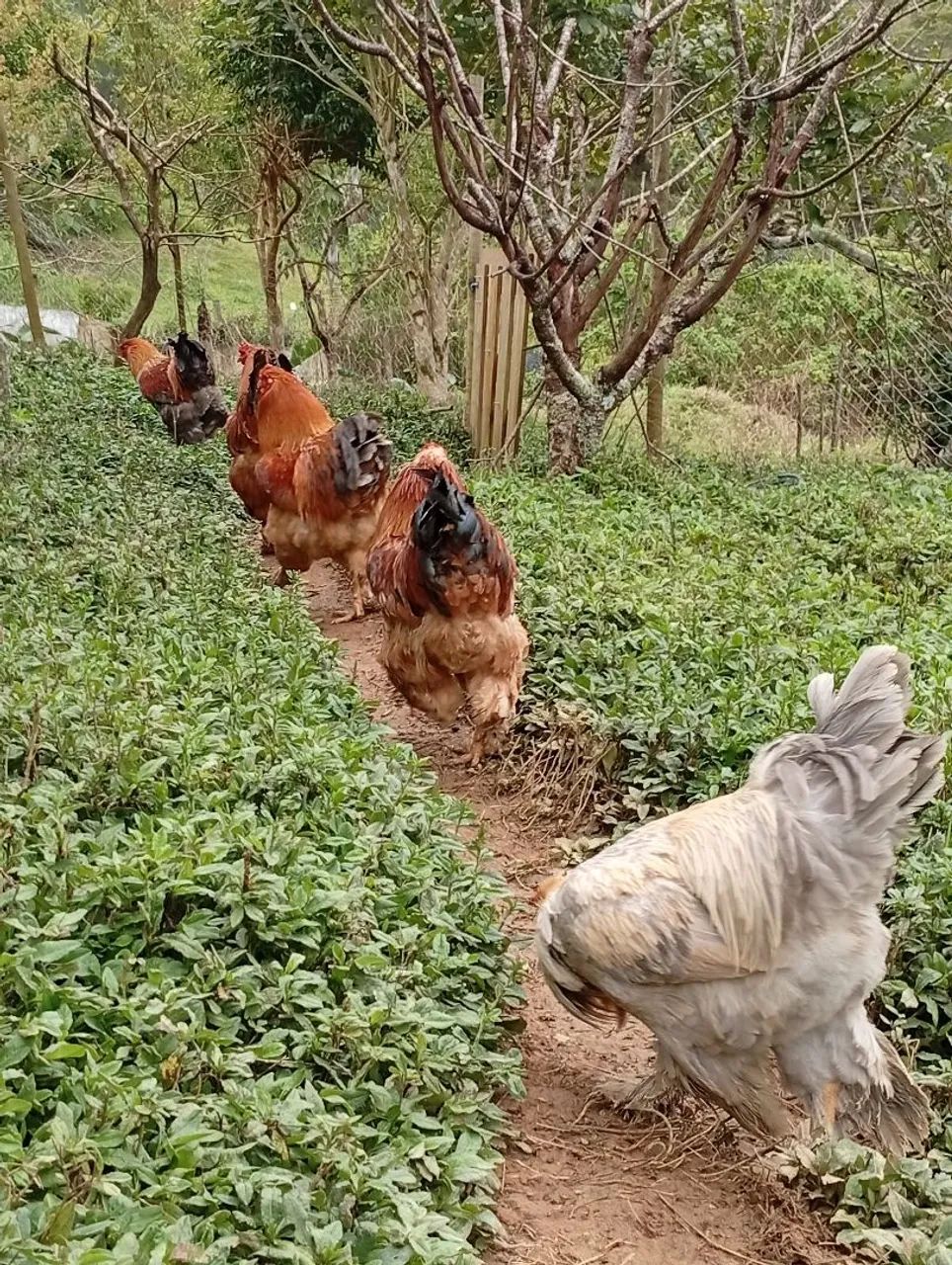 Galos brahmas - Foto 2