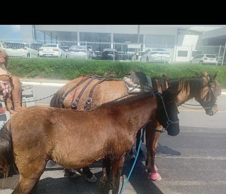 Pordo pra vender rápido e barato 
