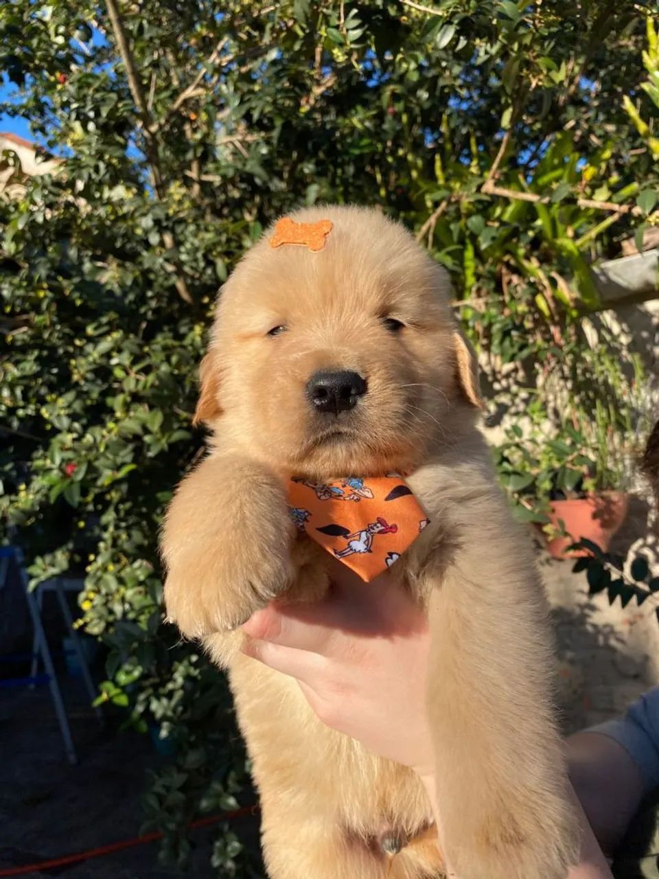 Golden Retriever ótima linhagem 