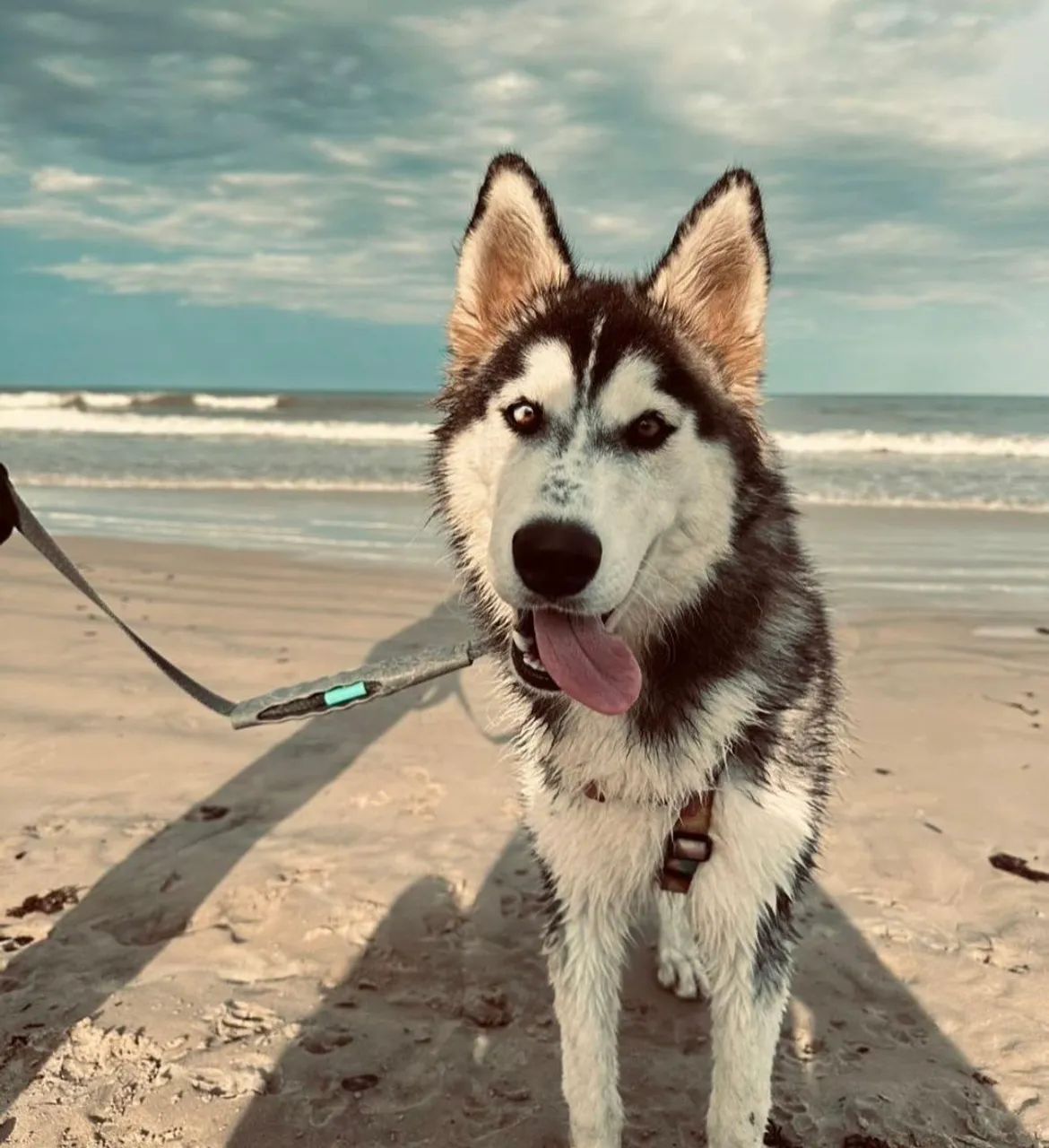Husky Siberiano Macho - Foto 4
