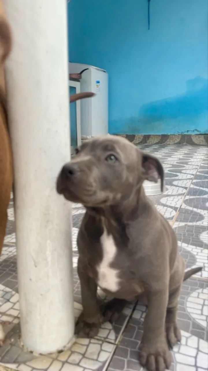 Fêmea de PIT BULL  - Foto 2