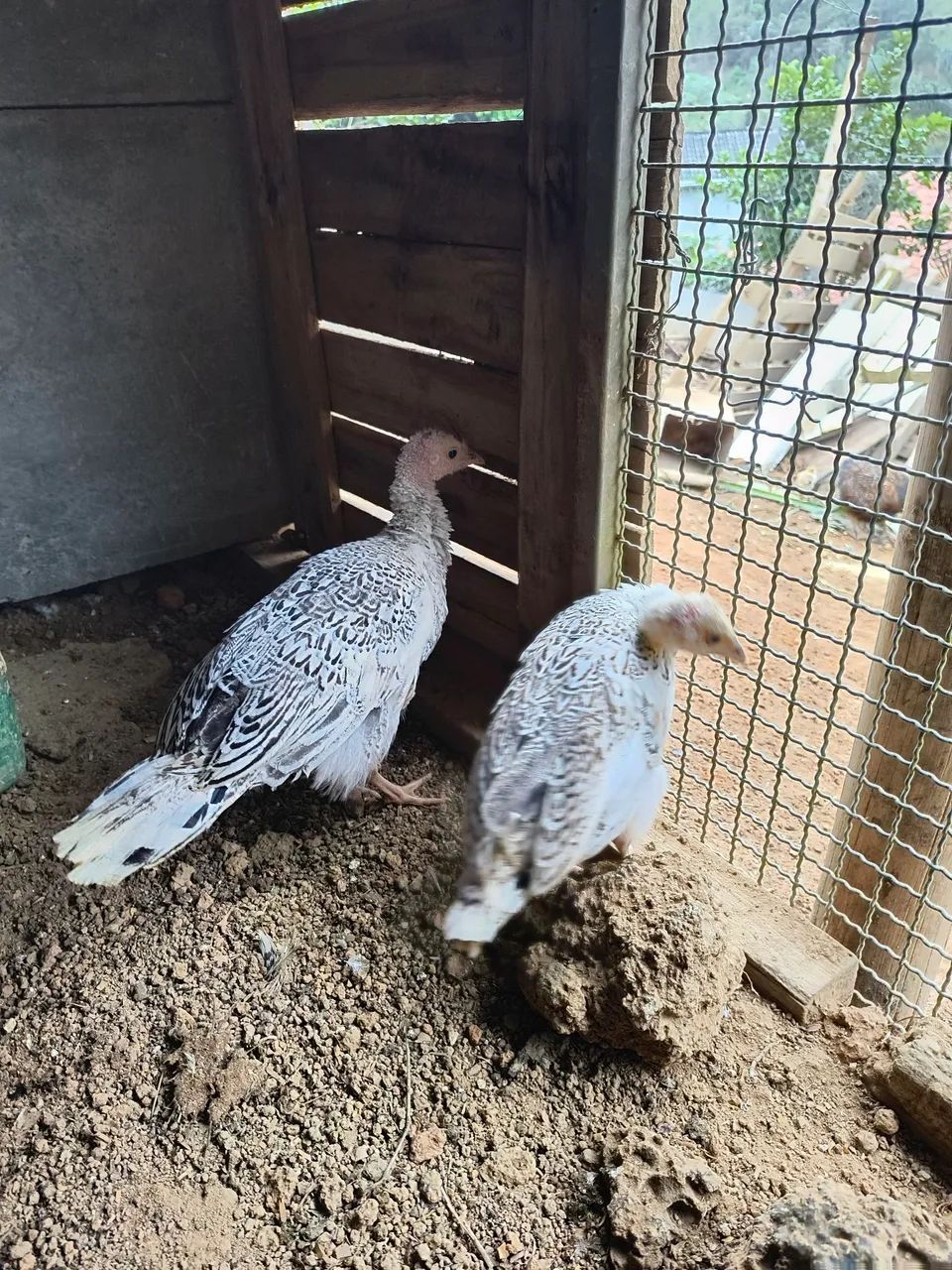 Frangos de peru - Foto 2