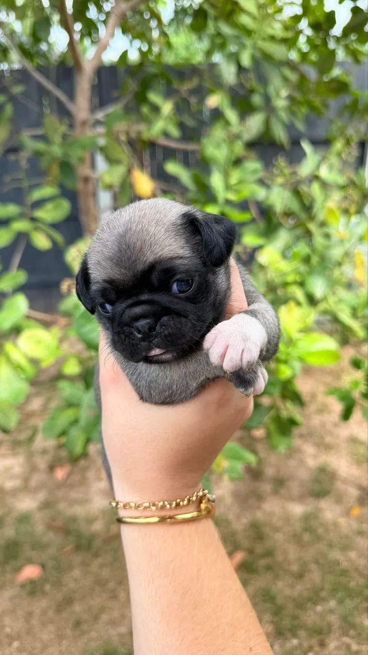 Pug macho  - Foto 3