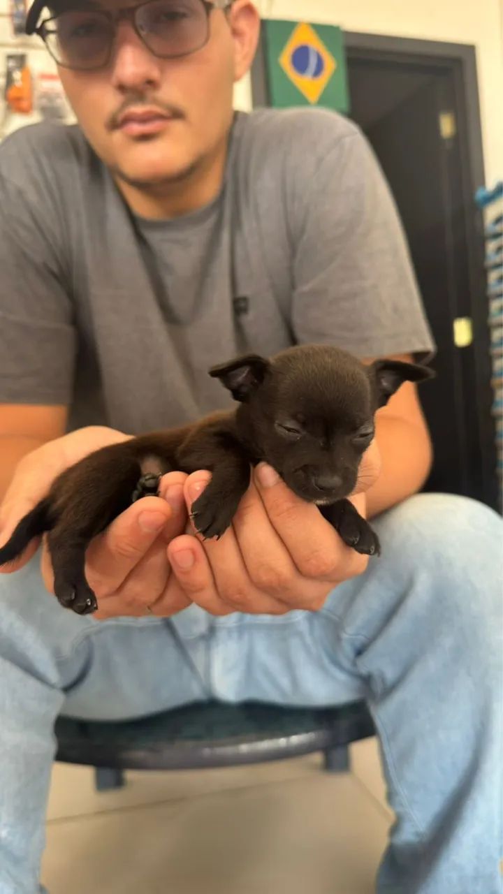 Cachorro pincher  - Foto 3