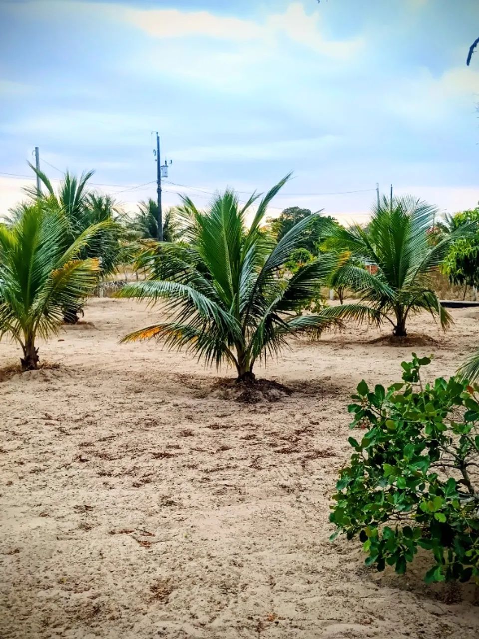 Chácara a venda - Foto 4