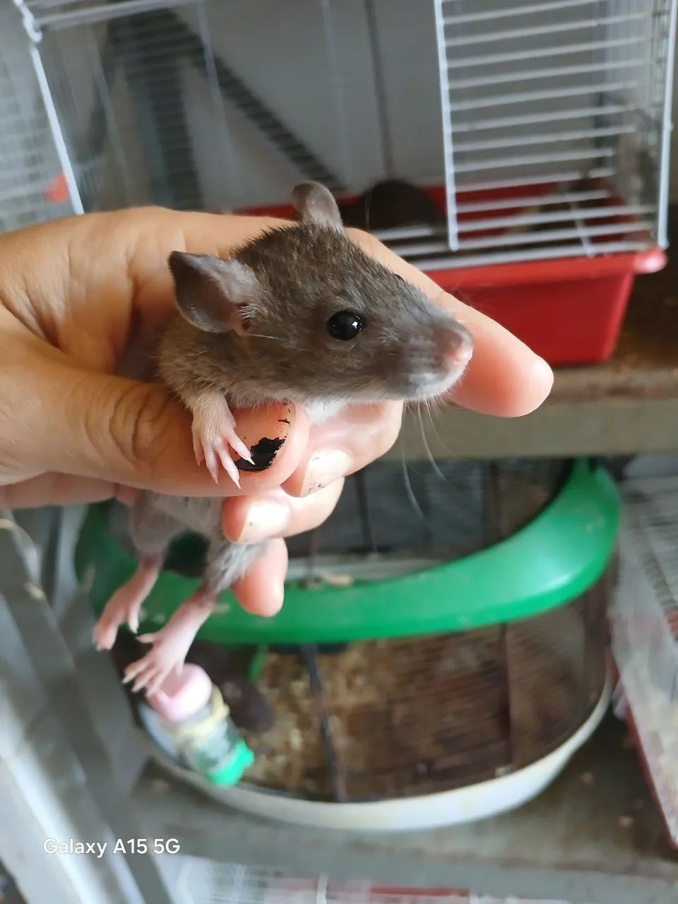 Rato Twister  - Foto 4