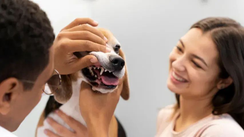 Empresa no Segmento Pet com Ótima Estrutura à Venda em BH