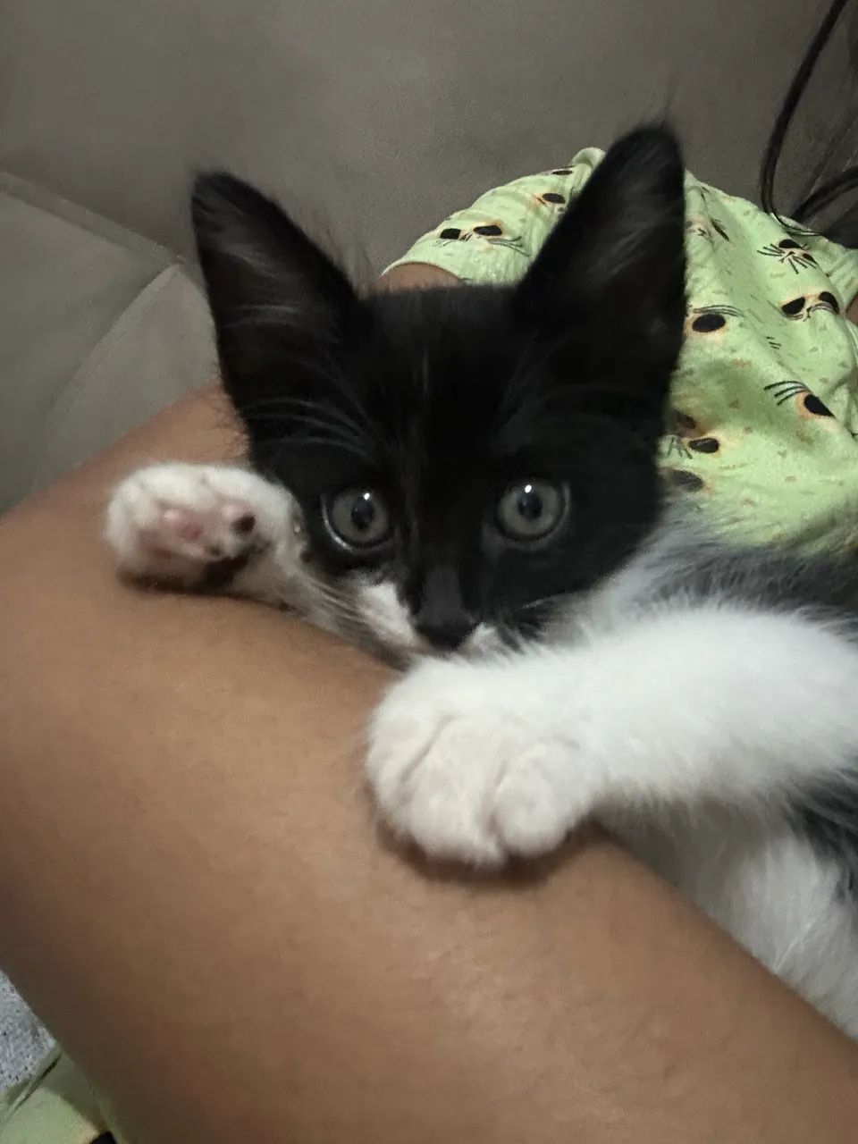Gatinho macho - Foto 3