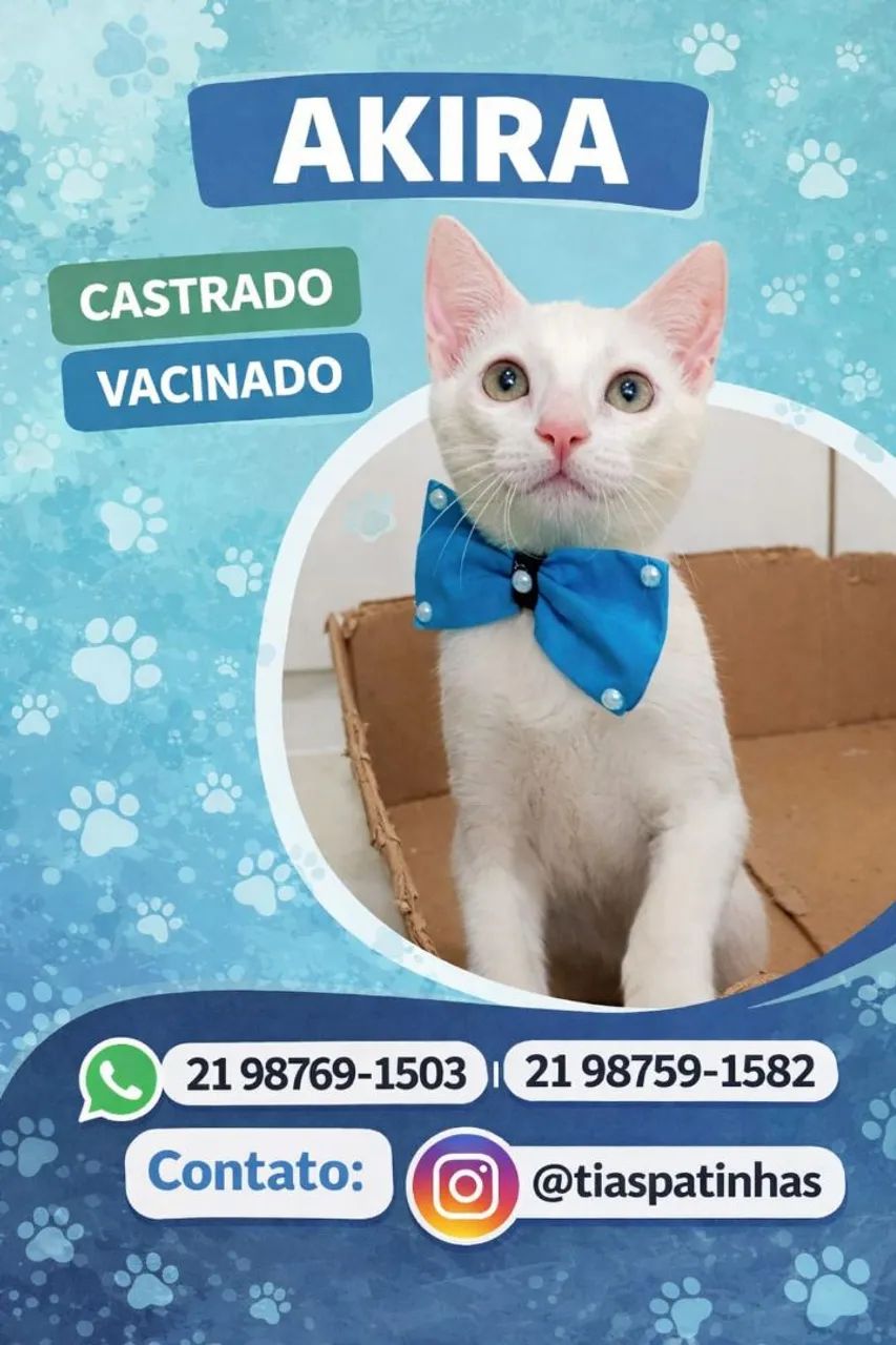 AKIRA, CASTRADO E VACINADO