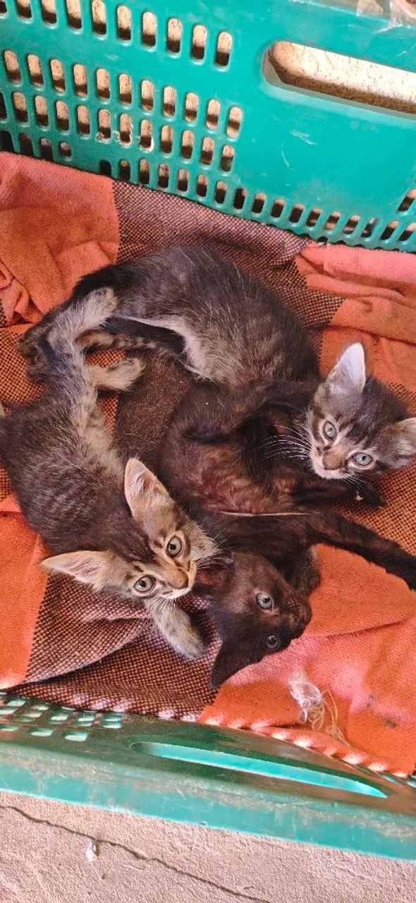 DOAÇÃO DE GATINHAS FILHOTES
