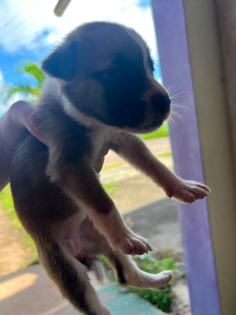Doação filhote de cachorro ?  - Foto 5