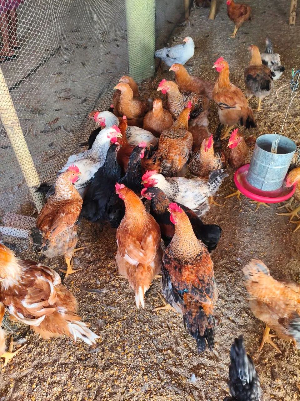 Frango e Franga Caipira  -  Prontos para Abate ou Postura, pesando em média 3kg - Foto 5