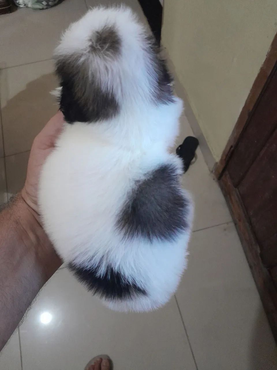 Shitzu macho pronto entrega 