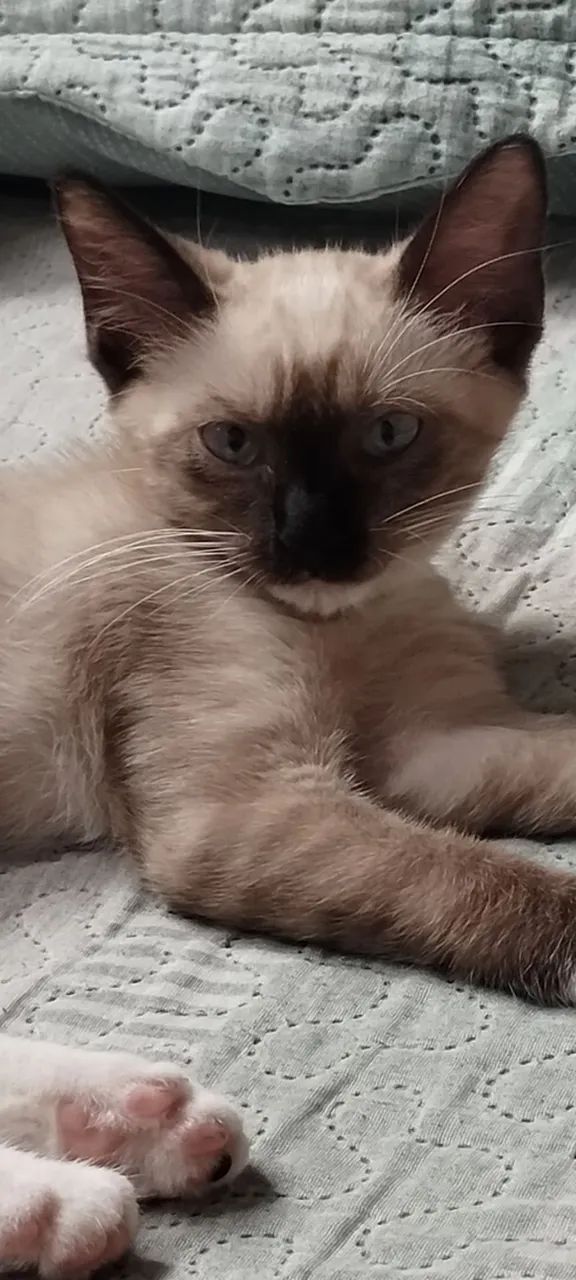 Doando Gata Siamês  - Foto 4