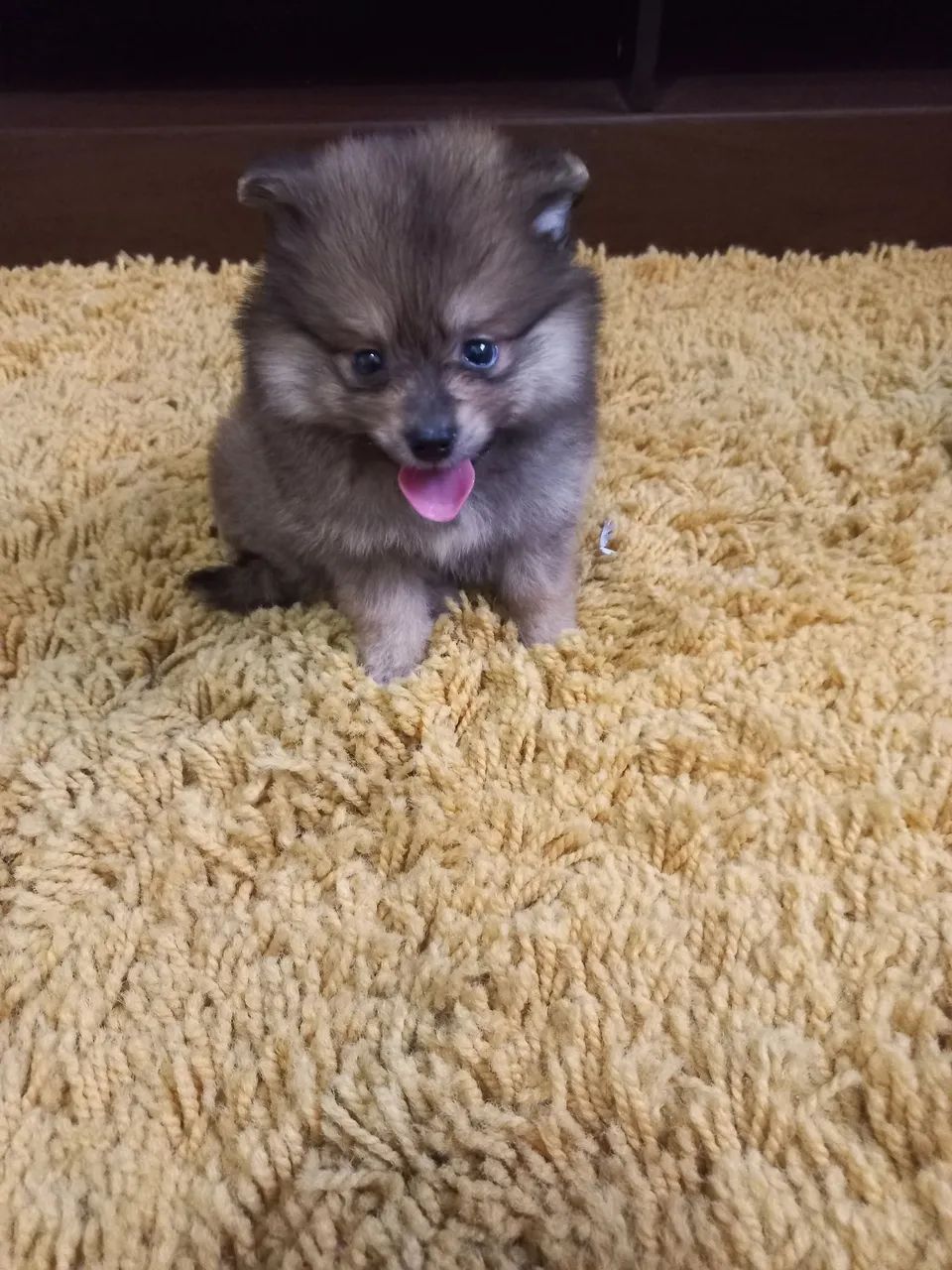 Spitz alemão anão  - Foto 3