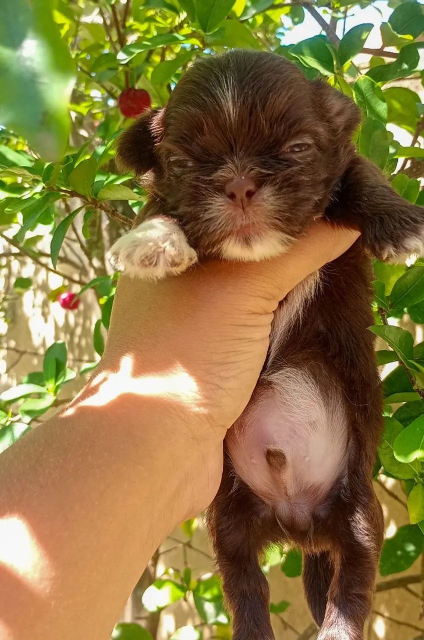 Shih Tzu macho  - Foto 3