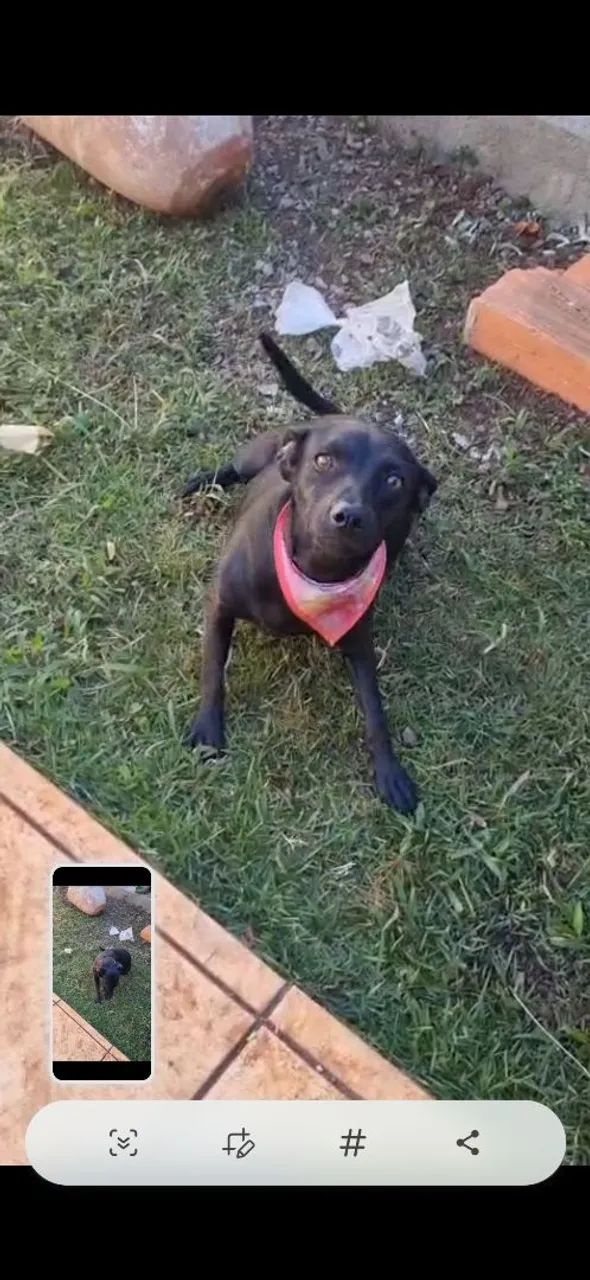 Cachorro 