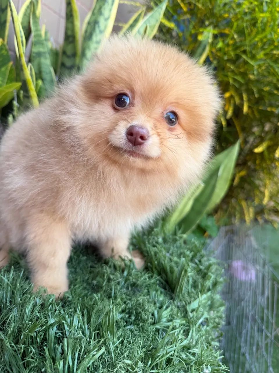 Spitz alemão 