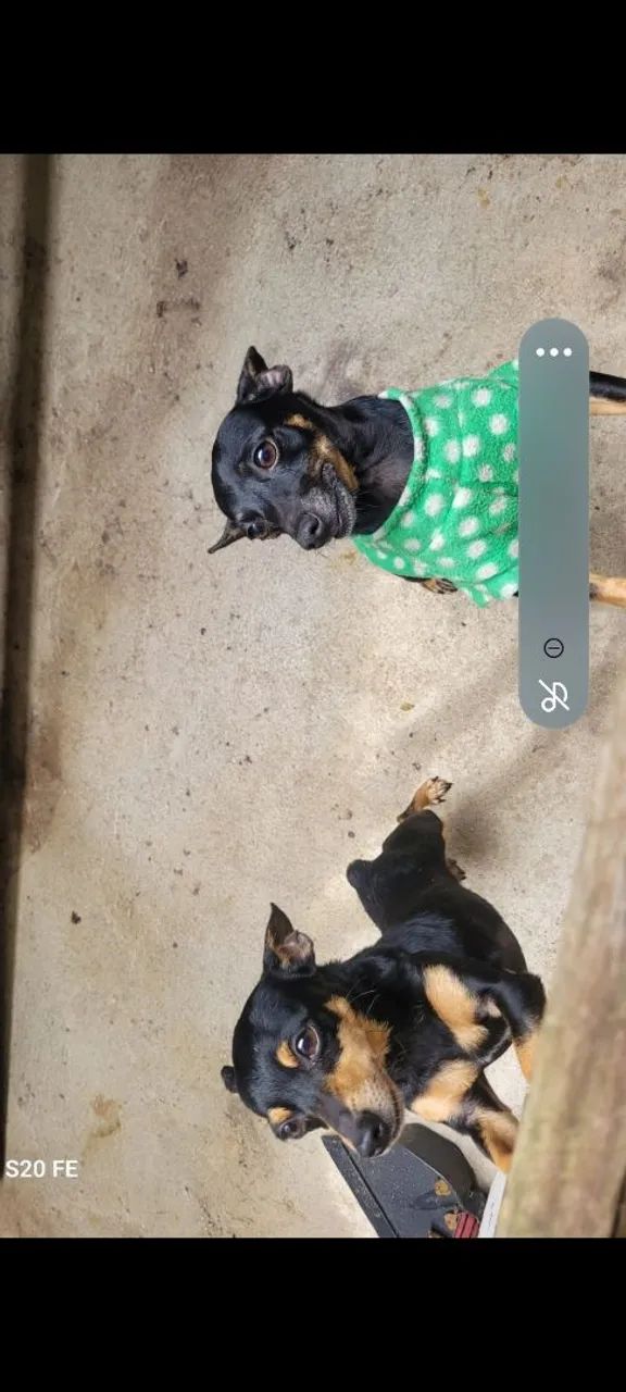 Pinscher - Foto 2