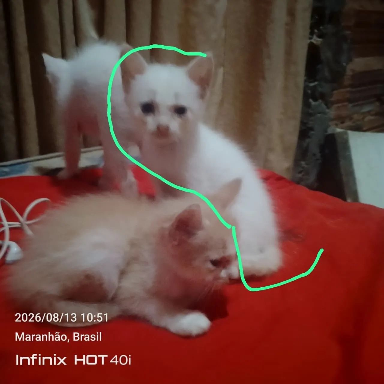 Gato - Foto 2