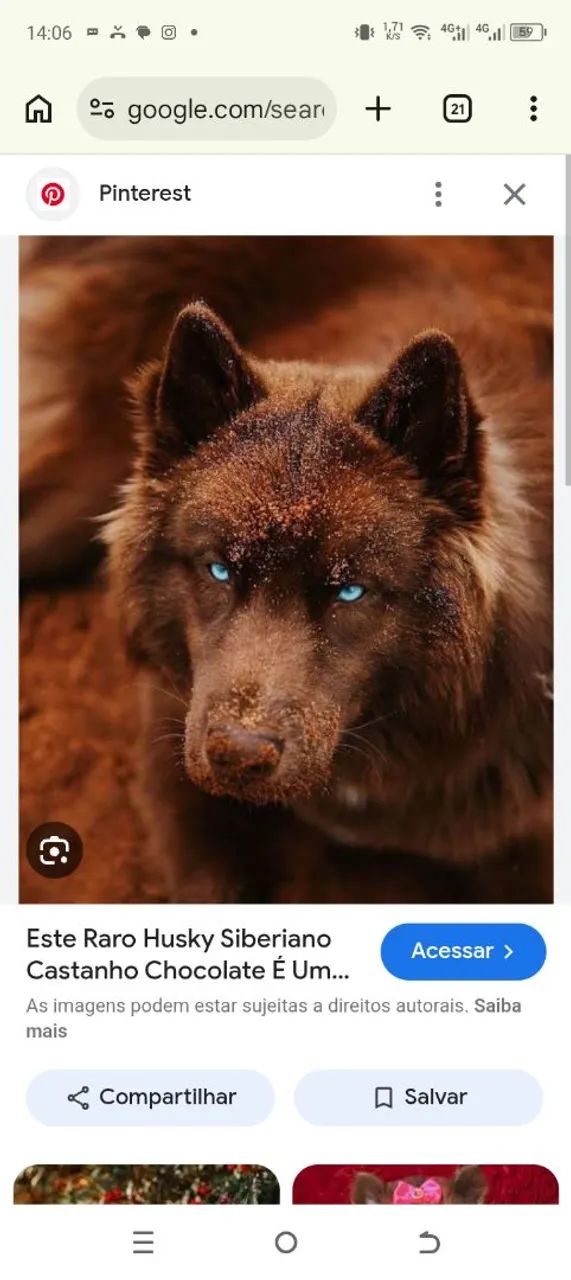 Vendo husky siberiano  - Foto 4