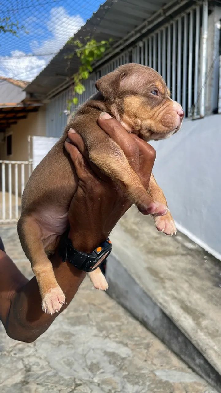 Filhotes pitmonster