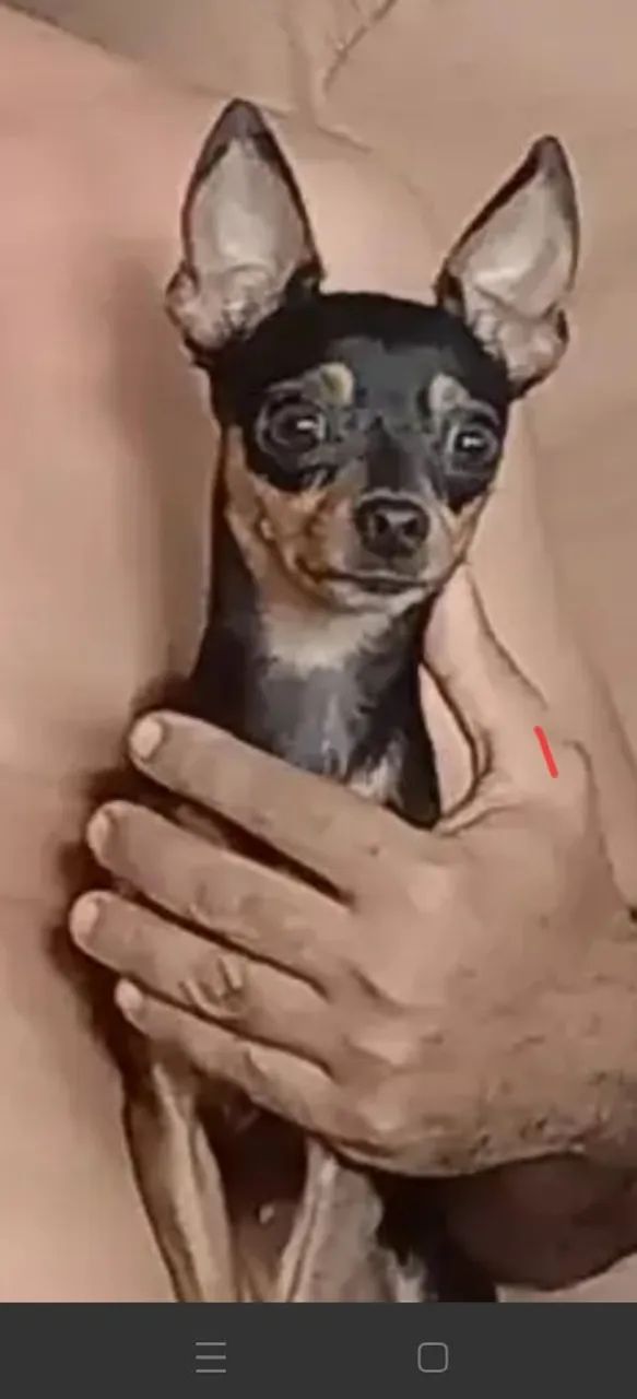 Cadela  Lili perdida  - Foto 2