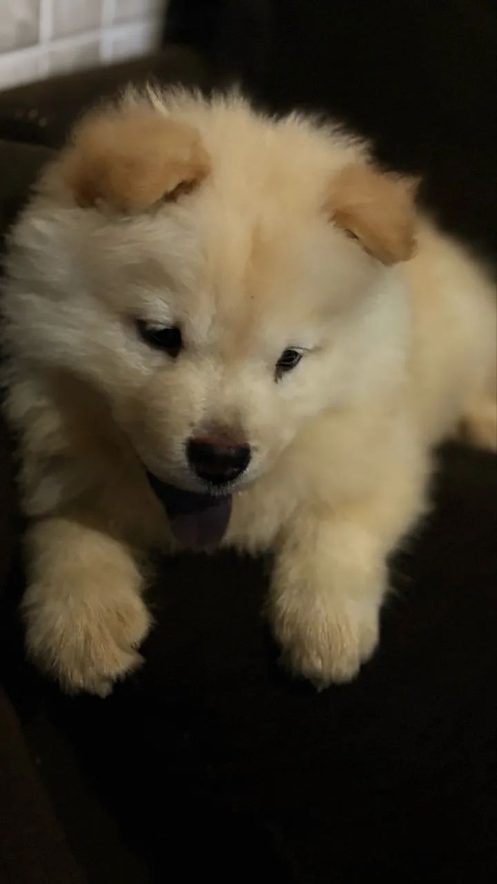 Chow Chow