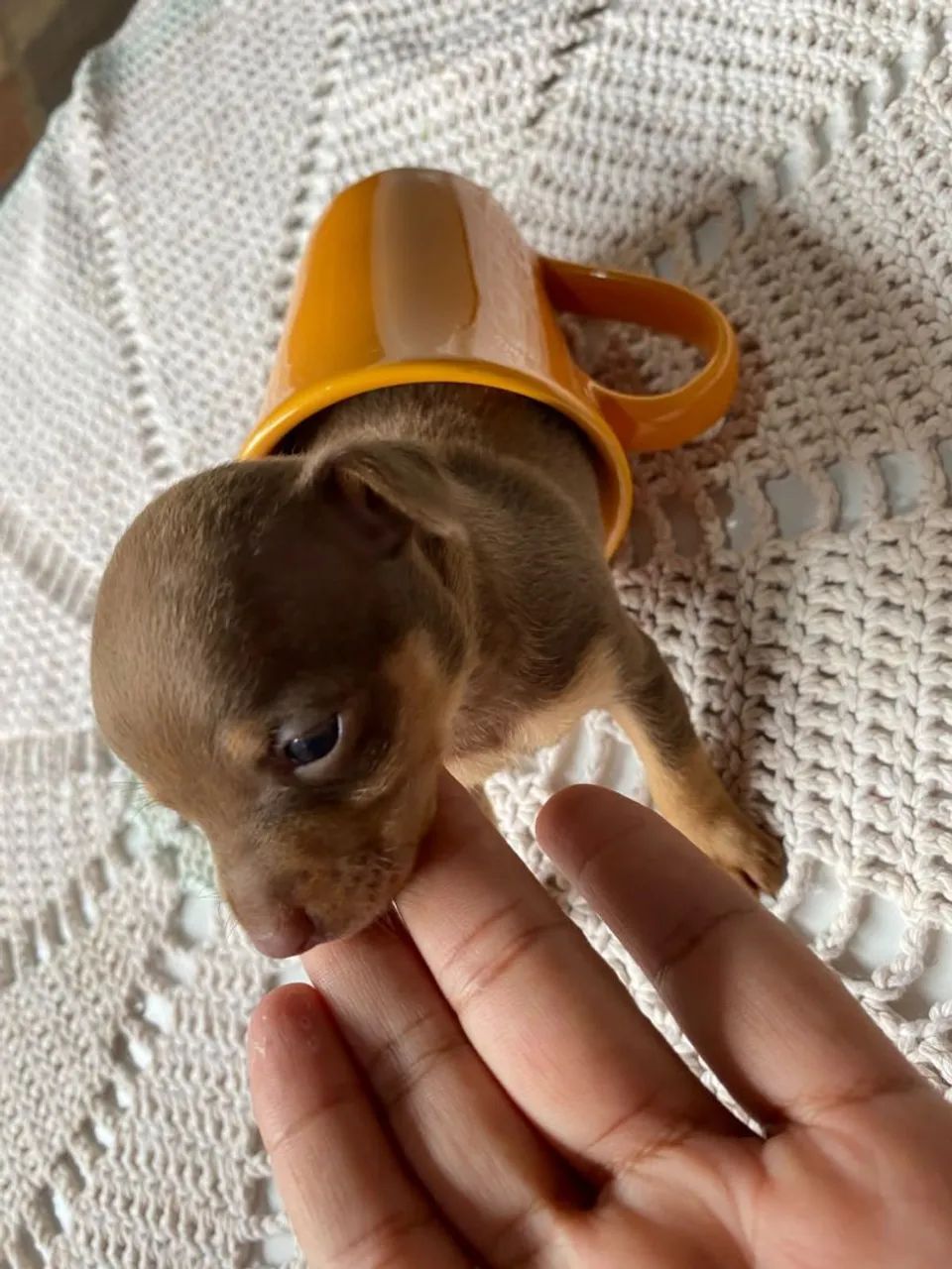 VENDO FILHO DE PINSCHER MACHO - Foto 5