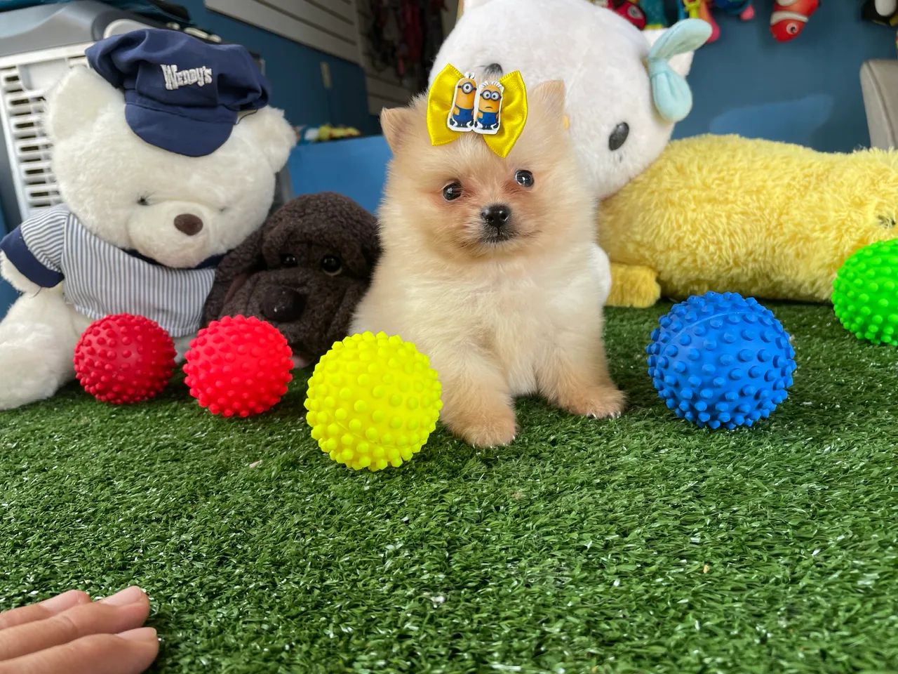 Spitz alemão macho anao $2.200,00 - Foto 2