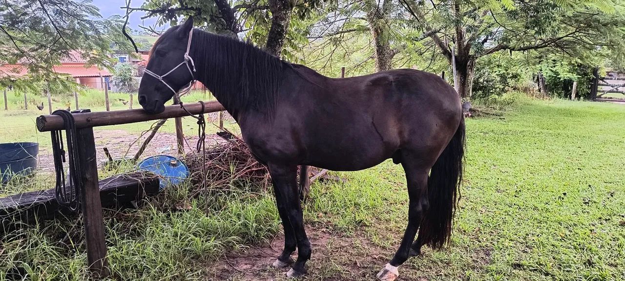Cavalo Puro Sangue Lusitano - Foto 2