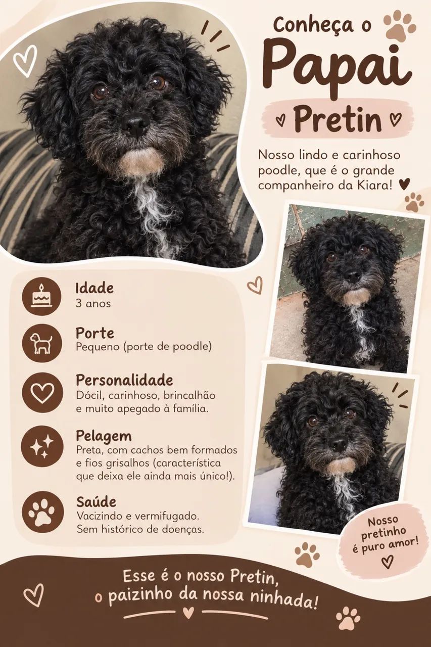 filhotes de poodle - Foto 5