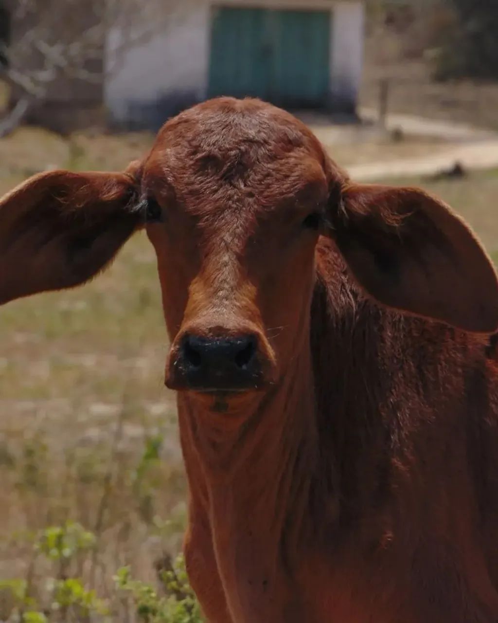 Câmera Sony Cyber-shot DSC-H300 - Foto 5