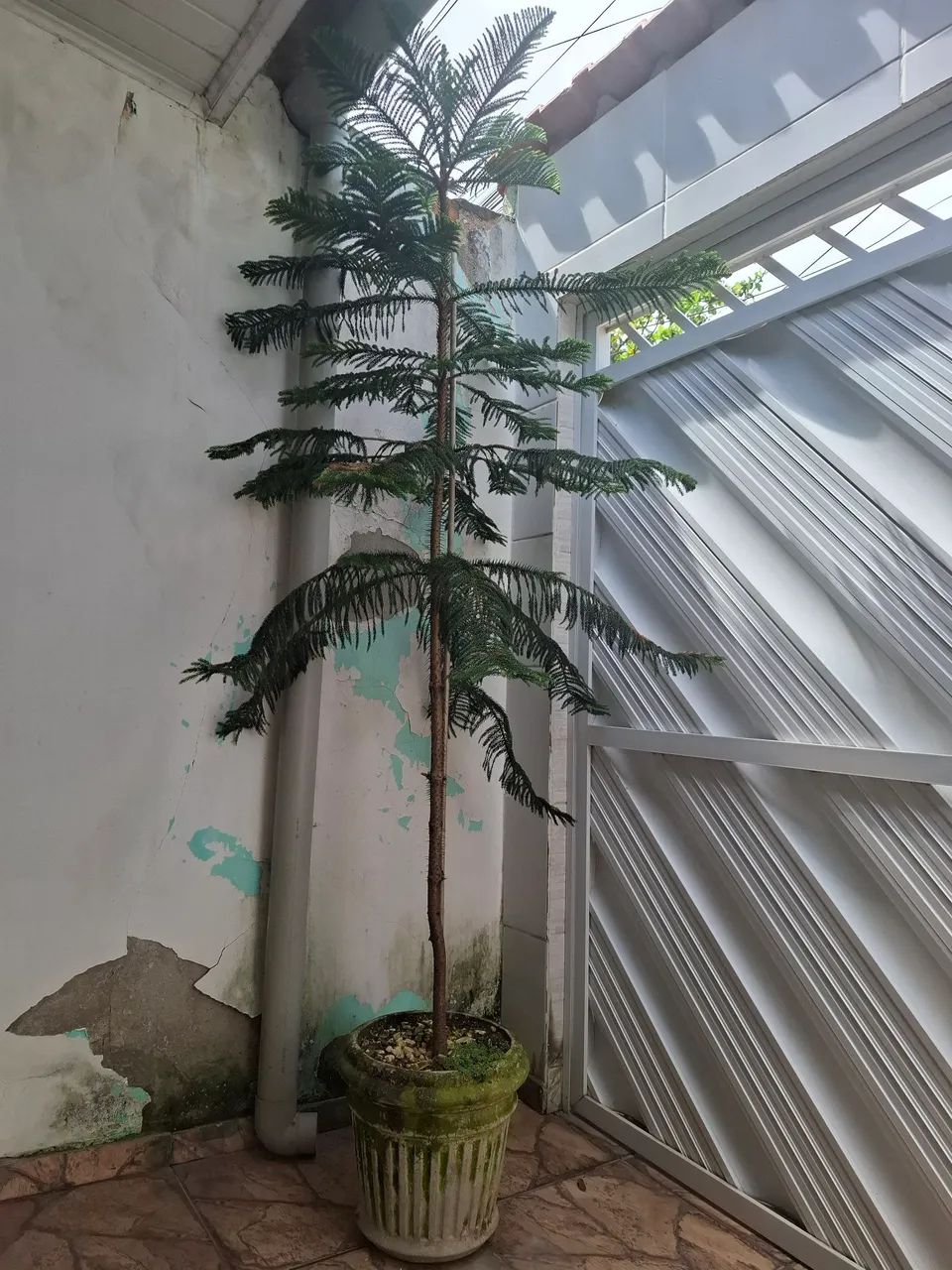 Planta com vaso Araucária ornamental - Foto 4