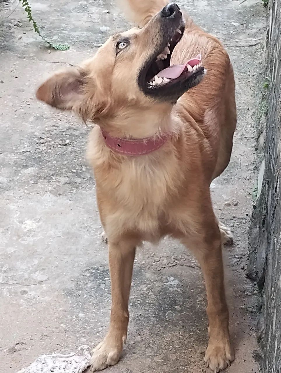 Doação dessa linda cachorra  - Foto 3