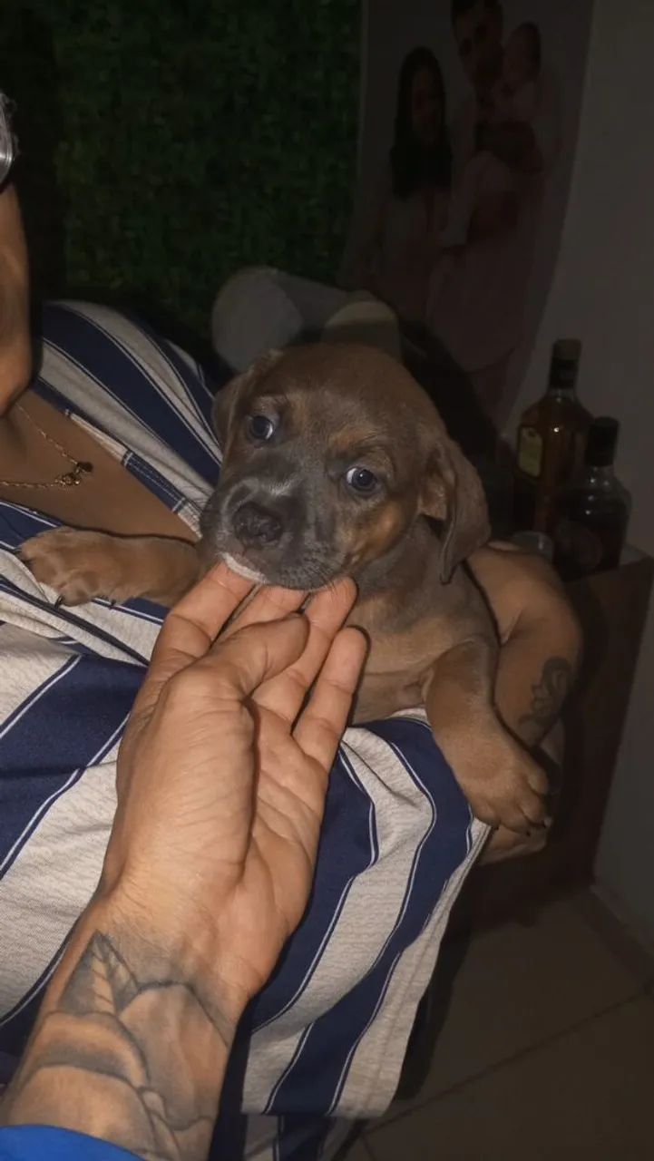 Pit bul