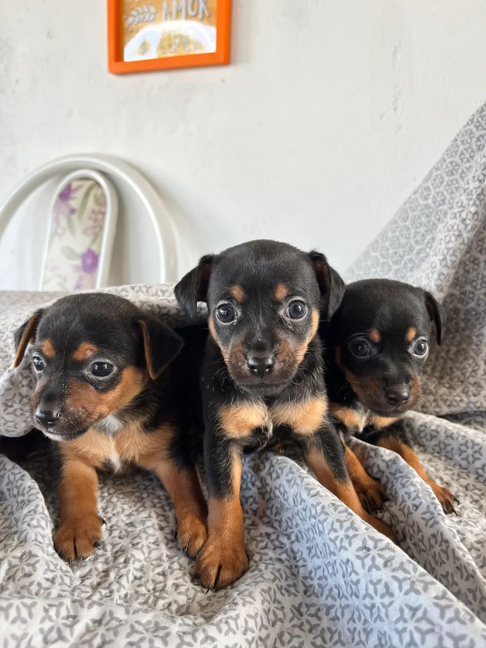 Vende-se pinscher - Foto 2