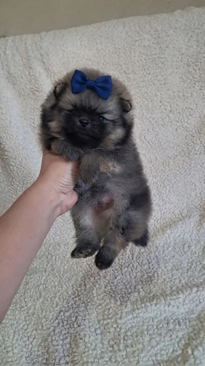 Macho Spitz  - Foto 2