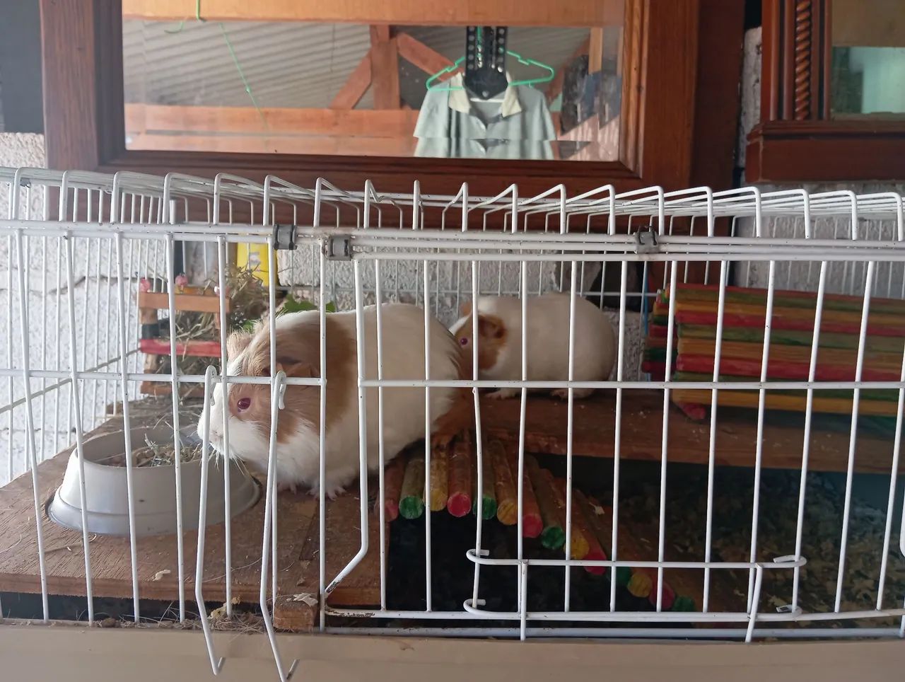 Vendo Porquinhas da índia com cercado e acessórios  - Foto 3