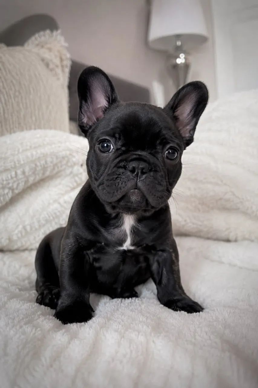 Bulldog frances compacto 