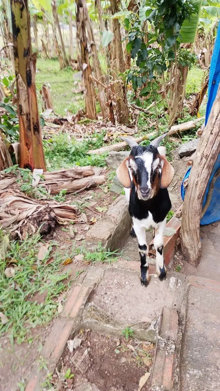 Vendo lindo Bode Boer - Foto 3