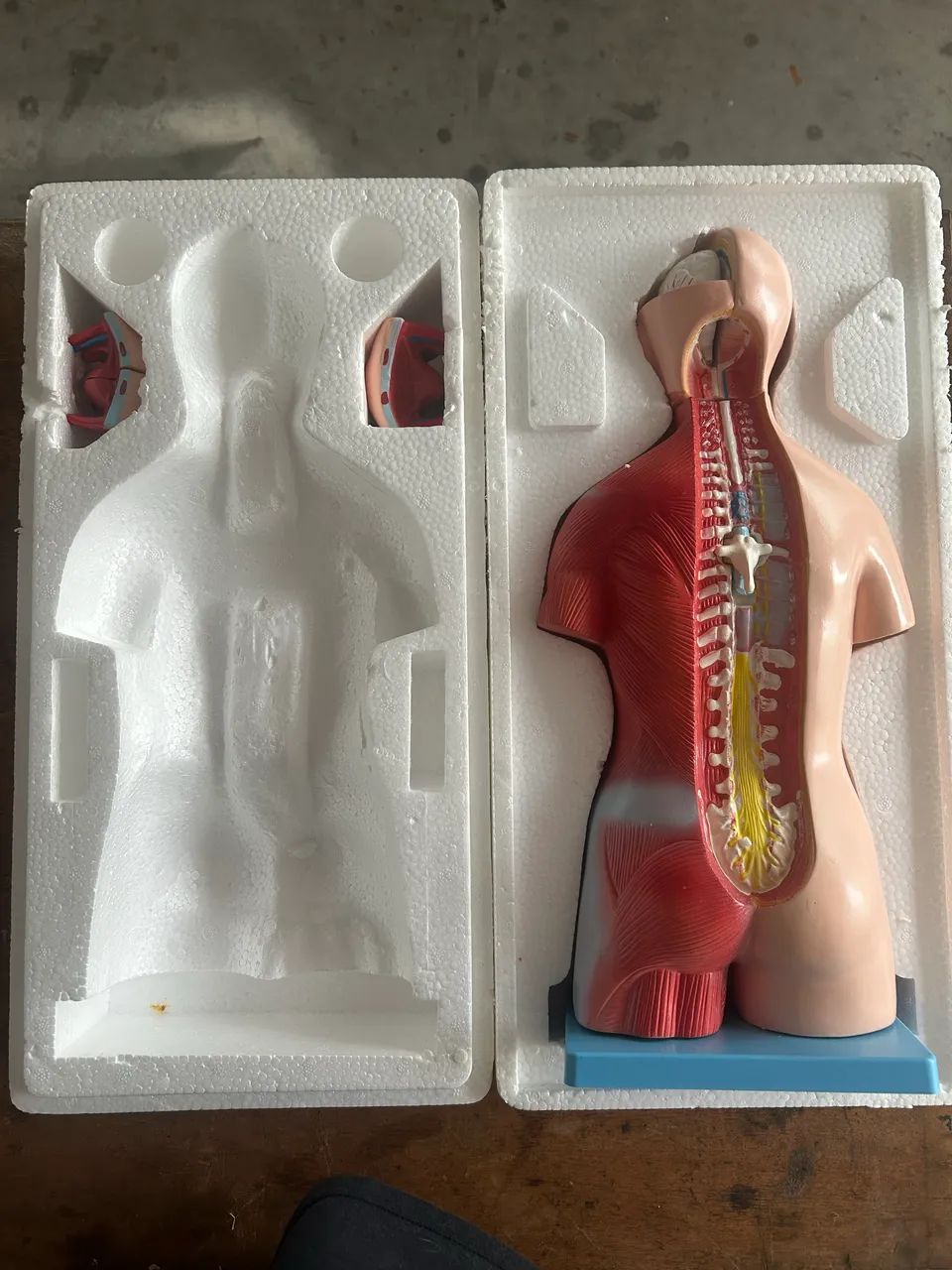 Modelo anatômico 46 cm altura corpo humano . Não entrego, retirar no local . - Foto 2