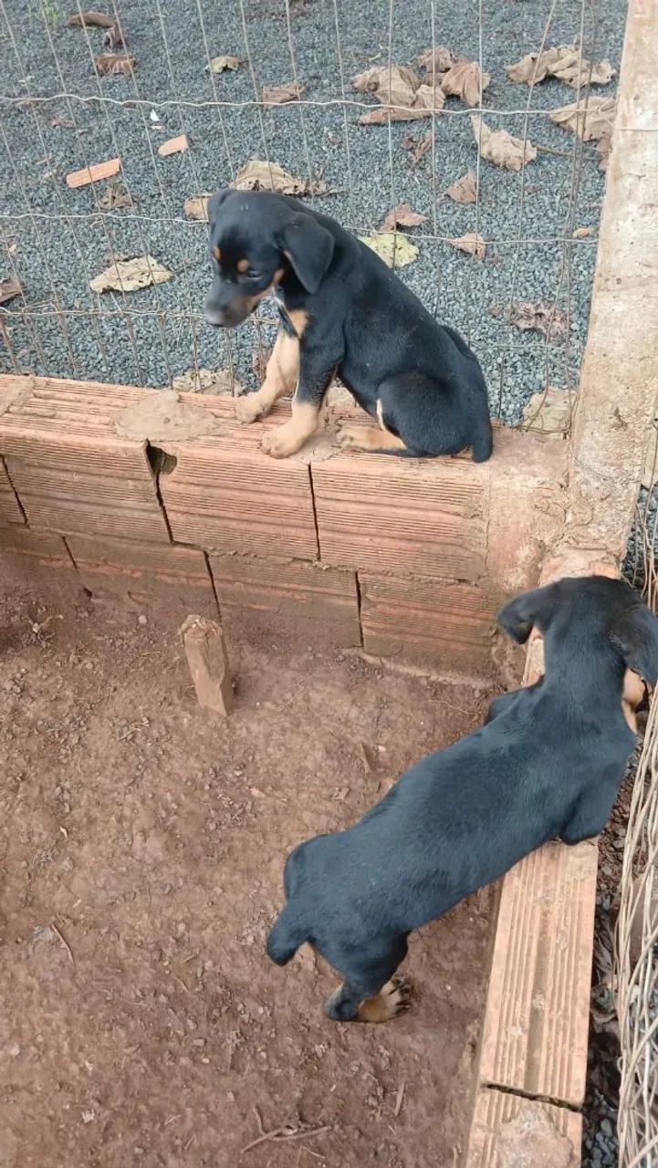 Doberman  - Foto 3