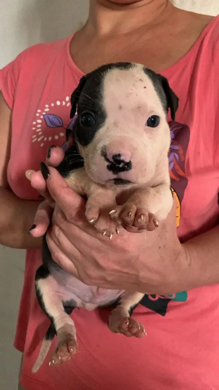 Vendo ou troco filhotes de Pit Bull  - Foto 5