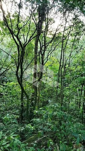 Terreno com 10.000 m² na Encantada em Garopaba SC - Foto 4