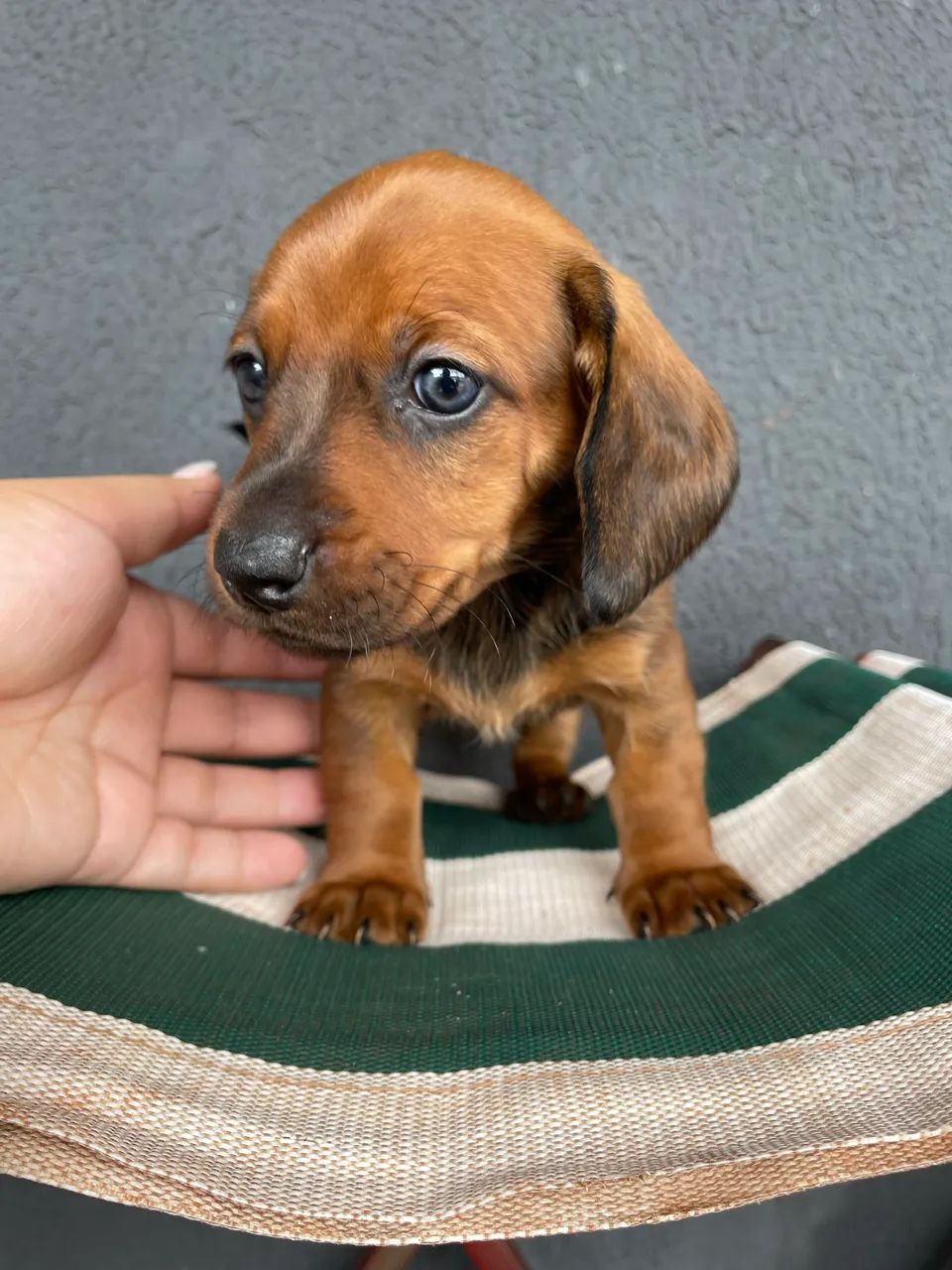 dachshund /salsicha /cofap - Foto 5