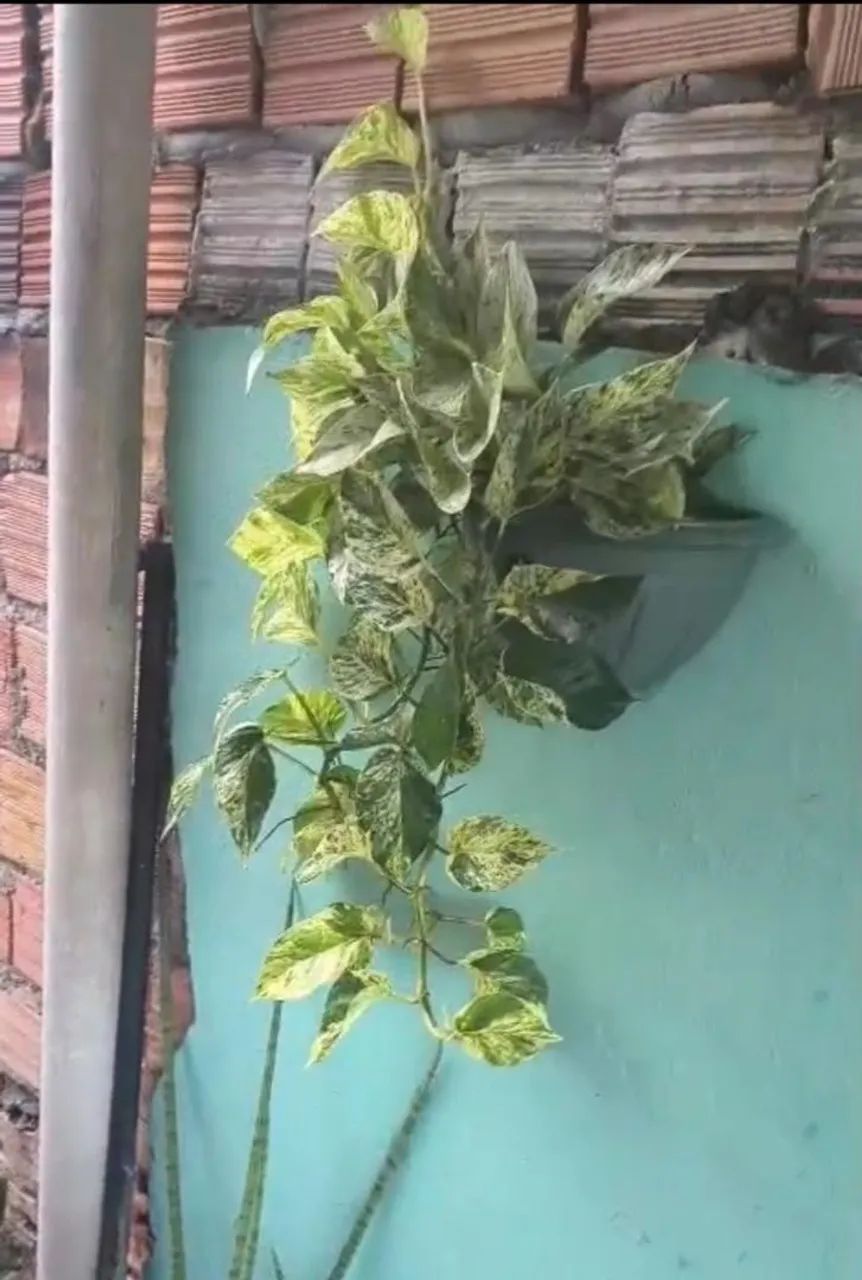 Plantas e vasos diversos - Foto 2