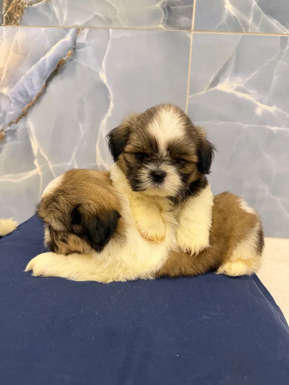 Shihtzu macho  - Foto 5