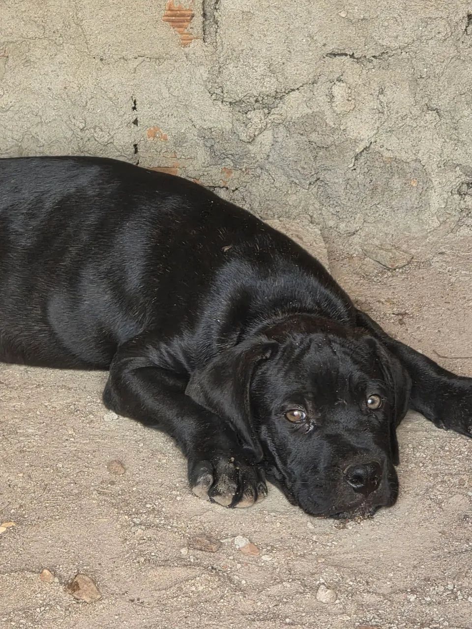Filhotes de canecorso italiano - Foto 2